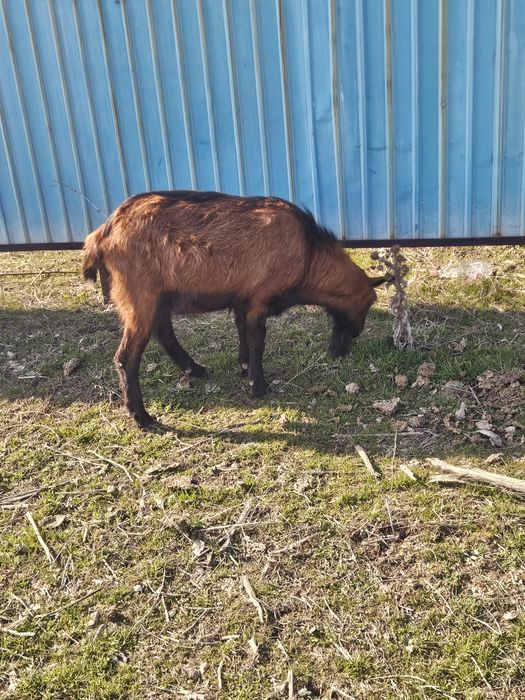 Продаётся молодой козёл