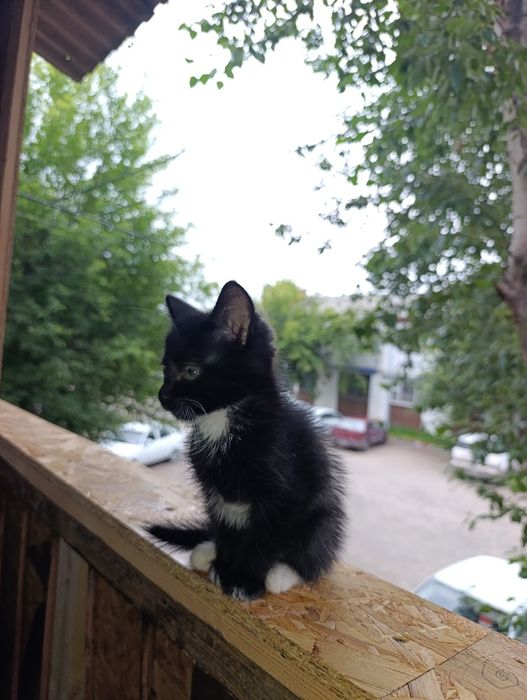Отдам котенка в добрые руки