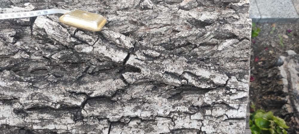 Продавам орех - дървесина / дървен материал