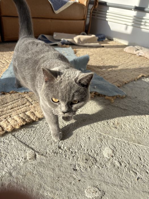 Pisica Brithis femela