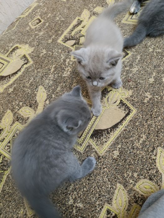 Продаются котята