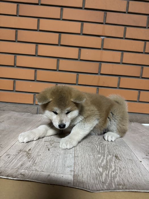 Акита Ину щенки