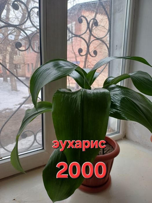 Комнатные растения цветы