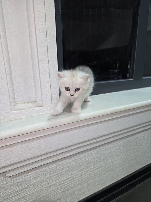 Продаётся котёнка. Британская серебристый шиншилла.