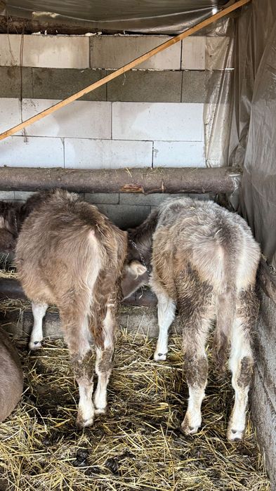 2 tăurași de vânzare