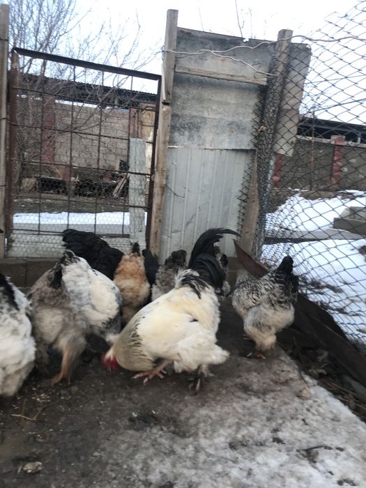 Брам хорошей цены берите