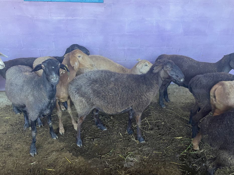 Продам баран стоят на откорме