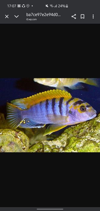 afrika cichlid sotiladi avratus-kimpuma orenj