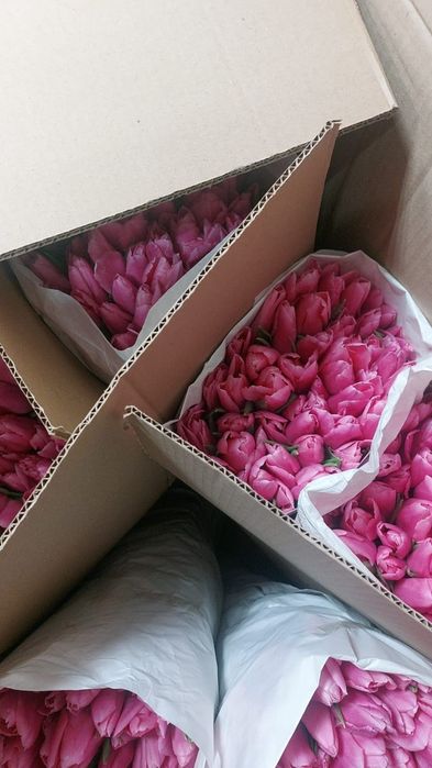 Тюльпаны розница 690 тенге