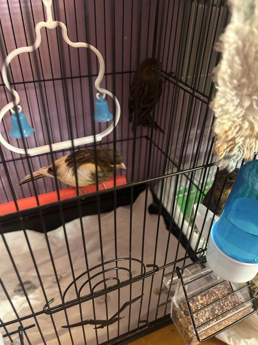 3 ta kanareyka bolachasi 1 oylik