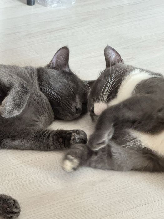 Отдам кота и кошку ( трлтко вместе)