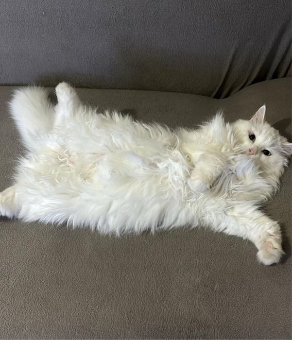 Отдам кошку в хорошие руки. Срочно