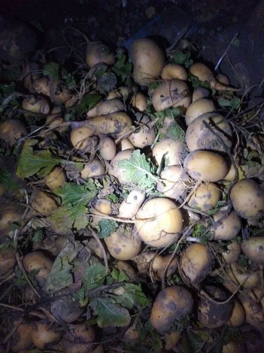 Корм, для барабанов коров