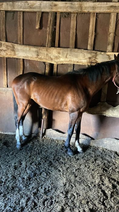 Продам жеребеца 6 лет