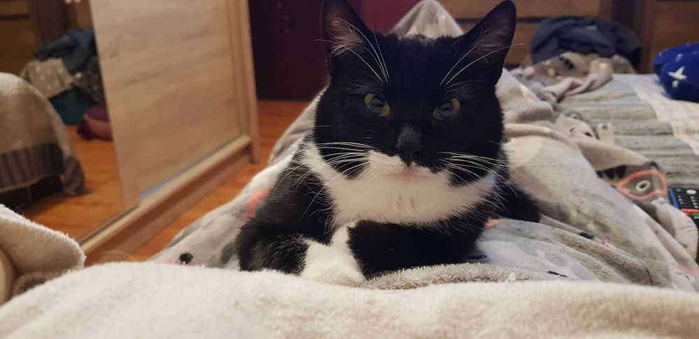 Pisicuta vaccinata si sterilizata pentru adoptie