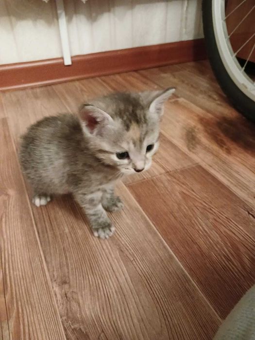 Котята мальчики и девочки