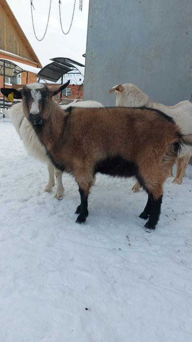 Продается молодая коза , альпийской породы , возраст 2 года.