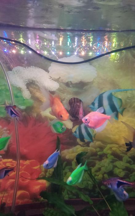 Продам трёх рыбок.