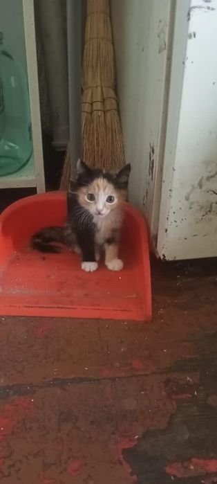 Котик ищет  ласковая