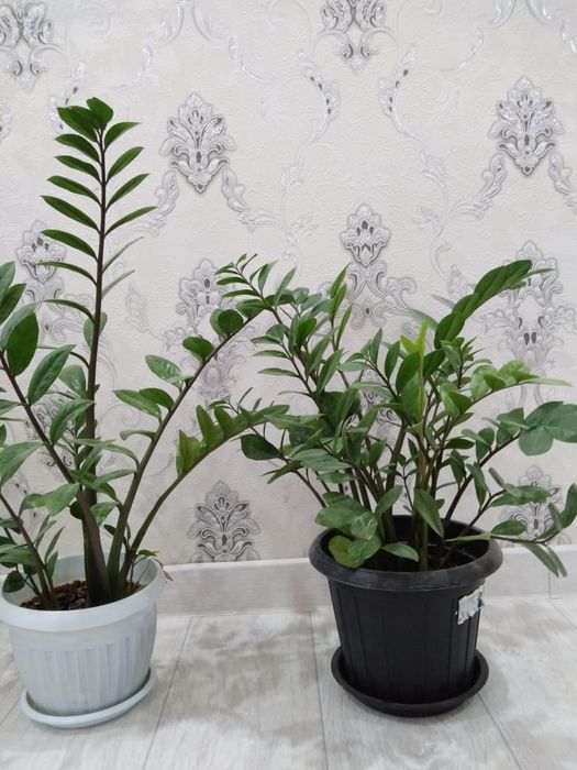 Осы гүлдер сатылады