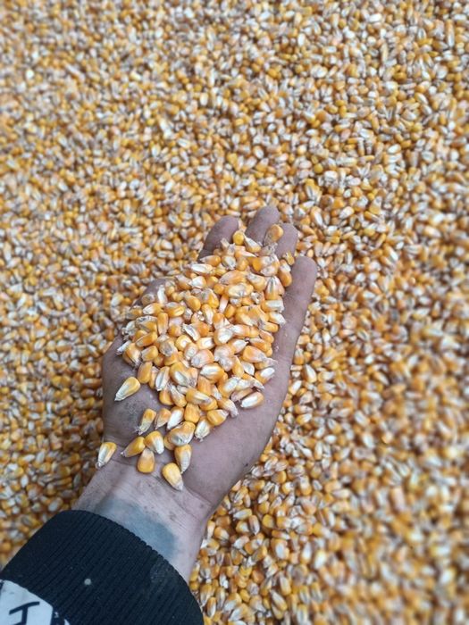 Vând porumb recoltat 2025