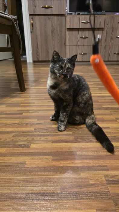 Котенок в добрые руки!!!
