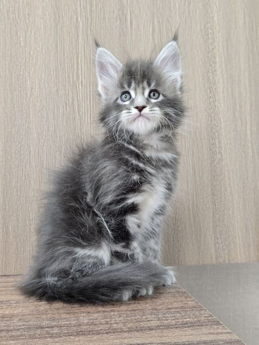 Шикарный мальчик мейн-куна