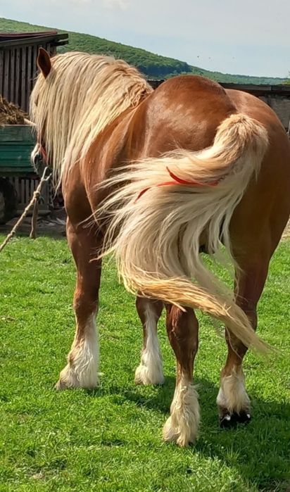 Vînd mînz de cinci luni.