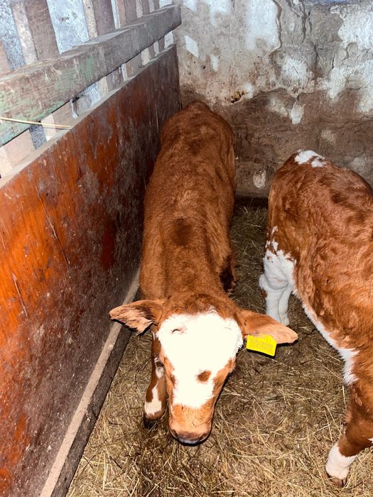 Телята бычки возраст 1 месяц