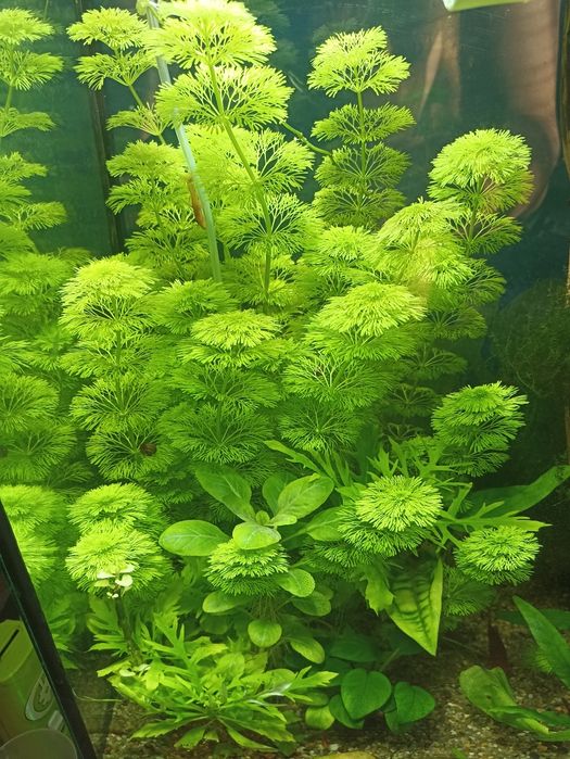 Лимнофила аквариумное растение