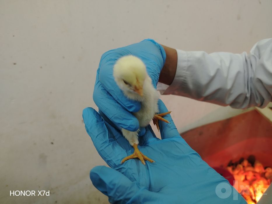Veterinariya xizmati