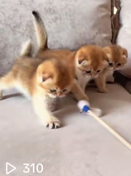 Золотые котята фолды