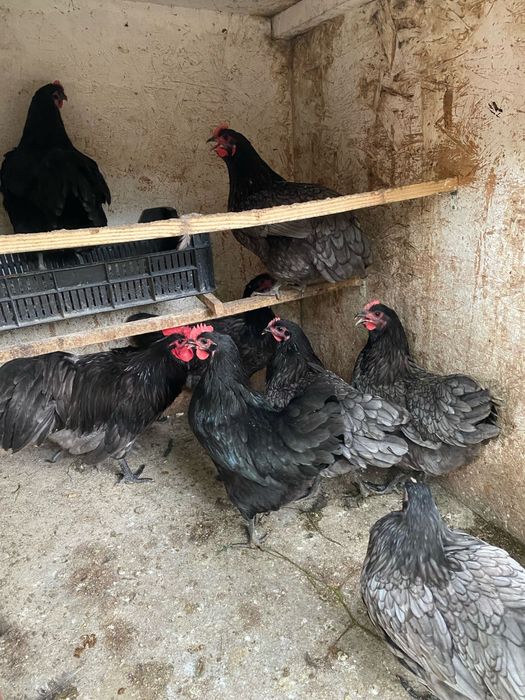 Australorp alb negru albastru splash tineret gaini tinere cocosi