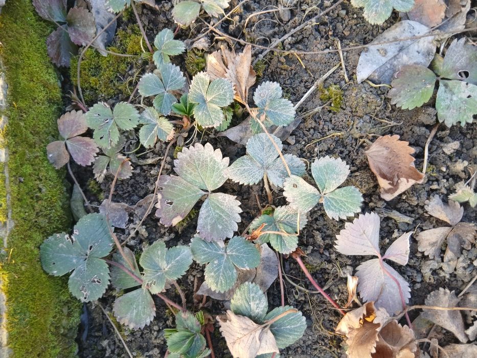 Staloni căpșuni  mari și  aromate