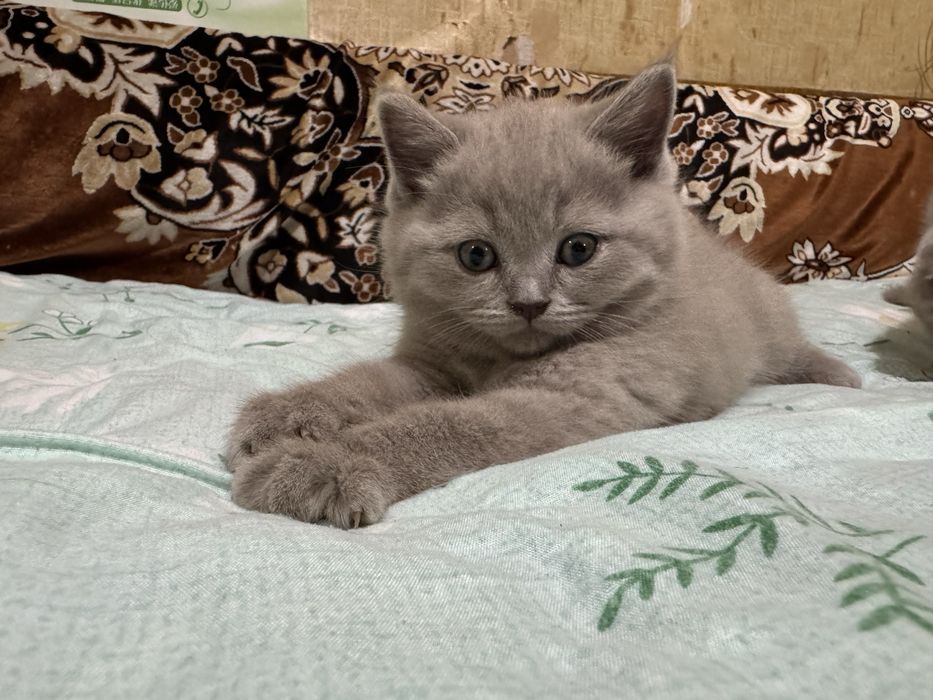 Кошки Шотландский скотиш страйт фолд Zoti toza успейте осталась 1