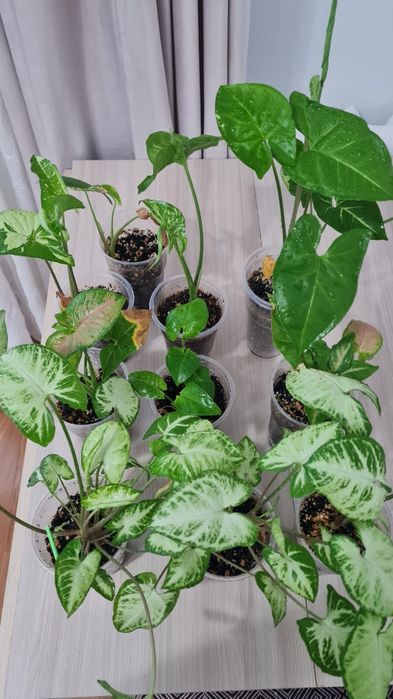 Сингониум для офиса и дома