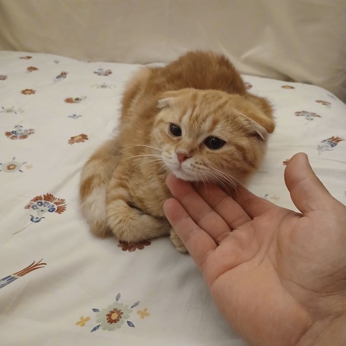 Шотландско клепоухо коте