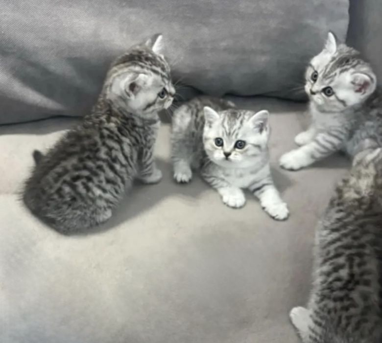 Чистокровные Британские котята