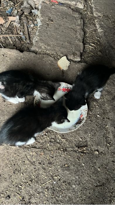 Pisicute adoptie