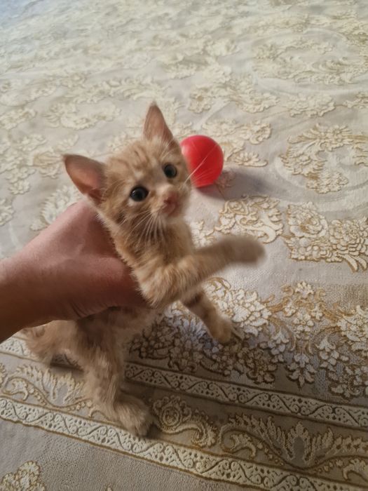 Отдам котёнка в добрые руки