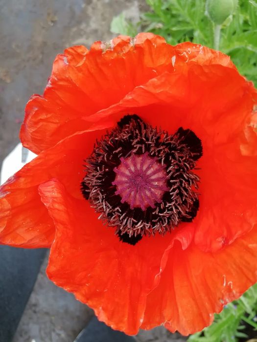 Продам дачу 2 этажа со горизонт общество