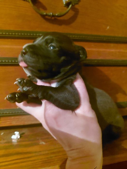 Щенки Питбультерьер