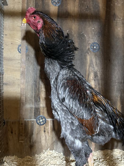 Продам цыплята шамо.