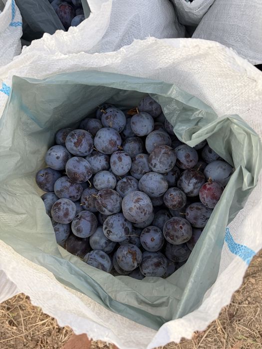Prune de vanzare