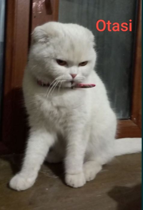 Mushuk sotiladi sutdan chiqgan