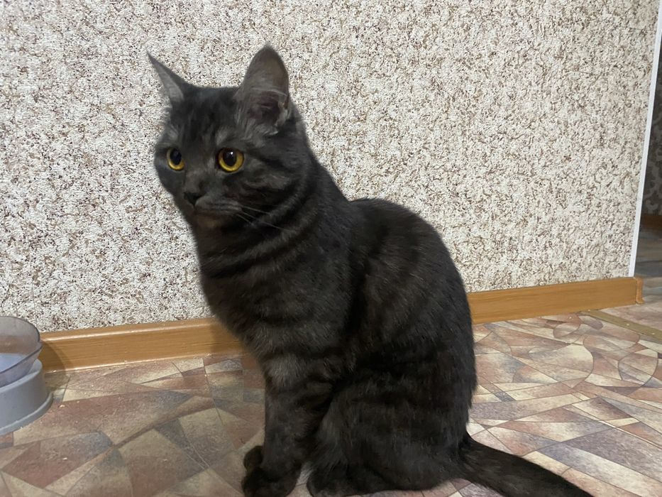 Кошка в добрые руки