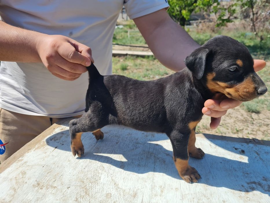 Элитный Щенок добермана