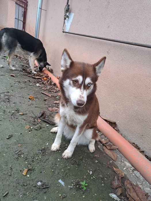 Donez  două cățelușe !