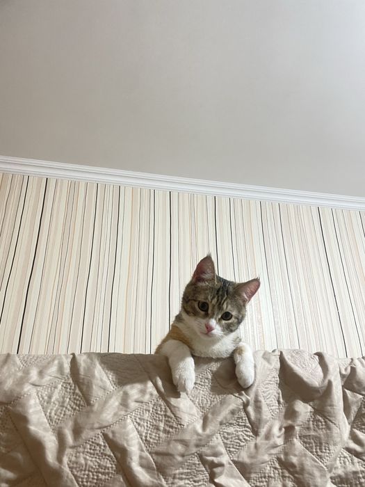 Отдам в добрые руки кошку