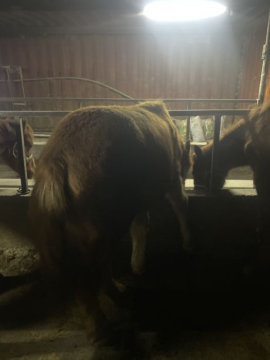 Продам жеребчиков (тай, кунан)